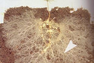 微生物菌肥有哪幾種? 微生物菌肥有哪幾種?