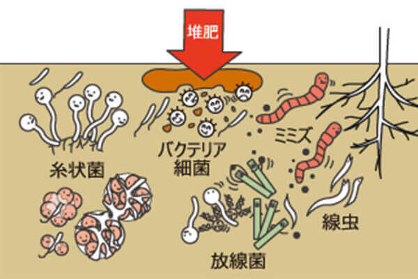 生物菌劑_微生物菌肥_有機(jī)肥